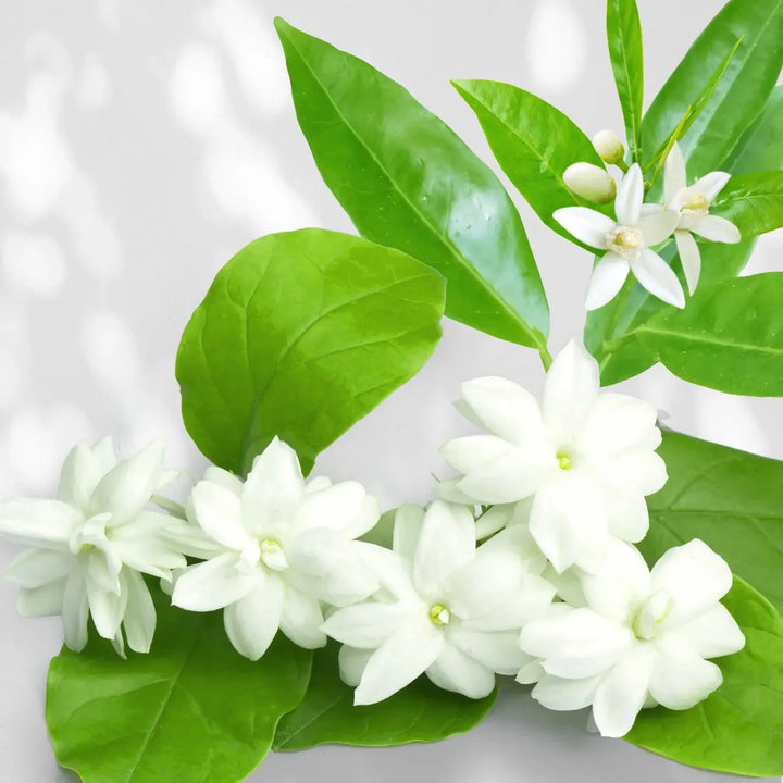 Aurantium Jasmine - Profumo - J-SCENT - Alla Violetta Boutique